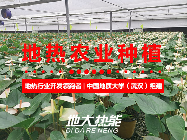 濟(jì)南：“地?zé)崮?農(nóng)業(yè)”產(chǎn)業(yè)融合，讓地?zé)崮苷嬲盁帷逼饋?地大熱能